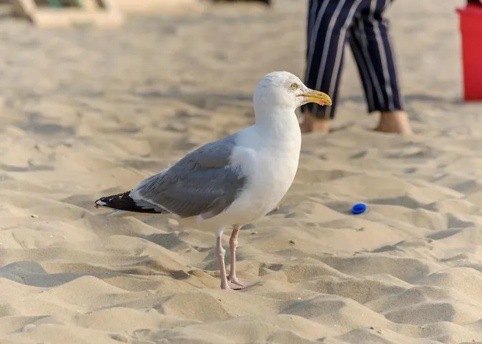 Hollandse Nieuwe Apartamento Katwijk aan Zee