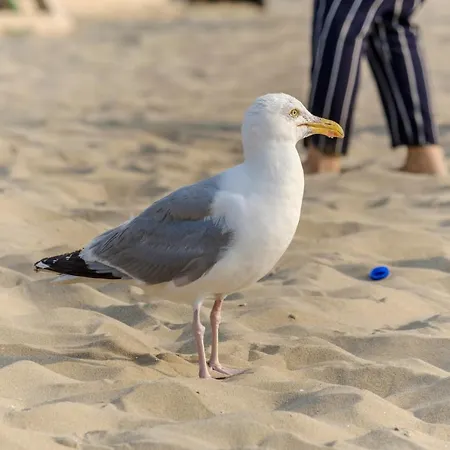 Hollandse Nieuwe Apartamento Katwijk aan Zee